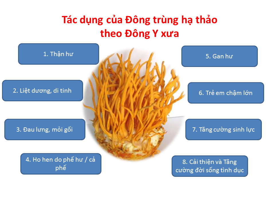 đông trùng hạ thảo đối với hệ bài tiết